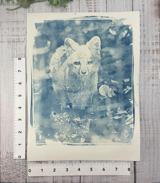 Cyanotype Fox Original Artwork, Photograph Art on Paper, Gray Fox Face, Blue, Gray
