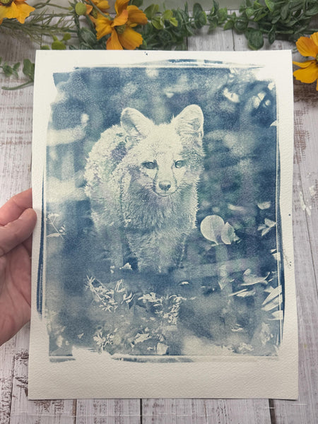 Cyanotype Fox Original Artwork, Photograph Art on Paper, Gray Fox Face, Blue, Gray