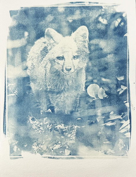 Cyanotype Fox Original Artwork, Photograph Art on Paper, Gray Fox Face, Blue, Gray