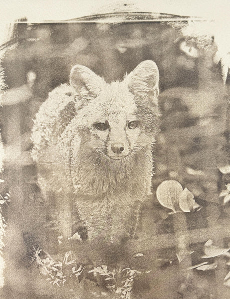 Cyanotype Fox Original Artwork, Tea Stained Tineted Photograph Art on Paper, Gray Fox Face, Brown Sepia