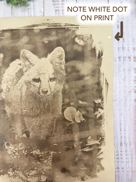 Cyanotype Fox Original Artwork, Tea Stained Tineted Photograph Art on Paper, Gray Fox Face, Brown Sepia