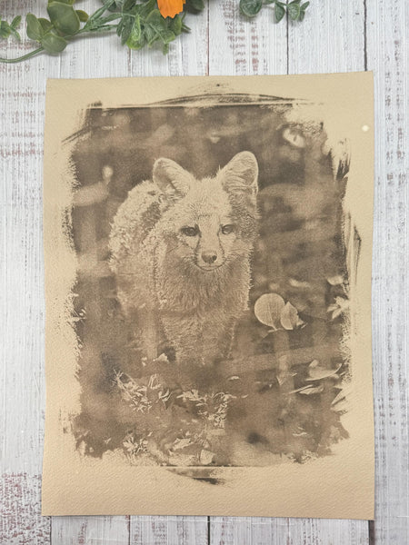 Cyanotype Fox Original Artwork, Tea Stained Tineted Photograph Art on Paper, Gray Fox Face, Brown Sepia