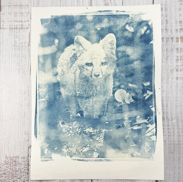 Cyanotype Fox Original Artwork, Photograph Art on Paper, Gray Fox Face, Blue, Gray