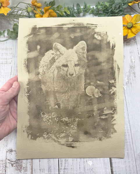 Cyanotype Fox Original Artwork, Tea Stained Tineted Photograph Art on Paper, Gray Fox Face, Brown Sepia