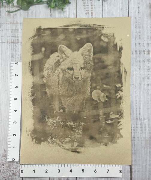 Cyanotype Fox Original Artwork, Tea Stained Tineted Photograph Art on Paper, Gray Fox Face, Brown Sepia