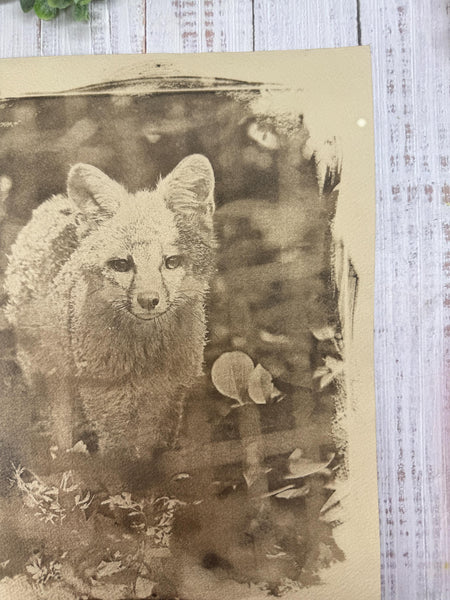 Cyanotype Fox Original Artwork, Tea Stained Tineted Photograph Art on Paper, Gray Fox Face, Brown Sepia